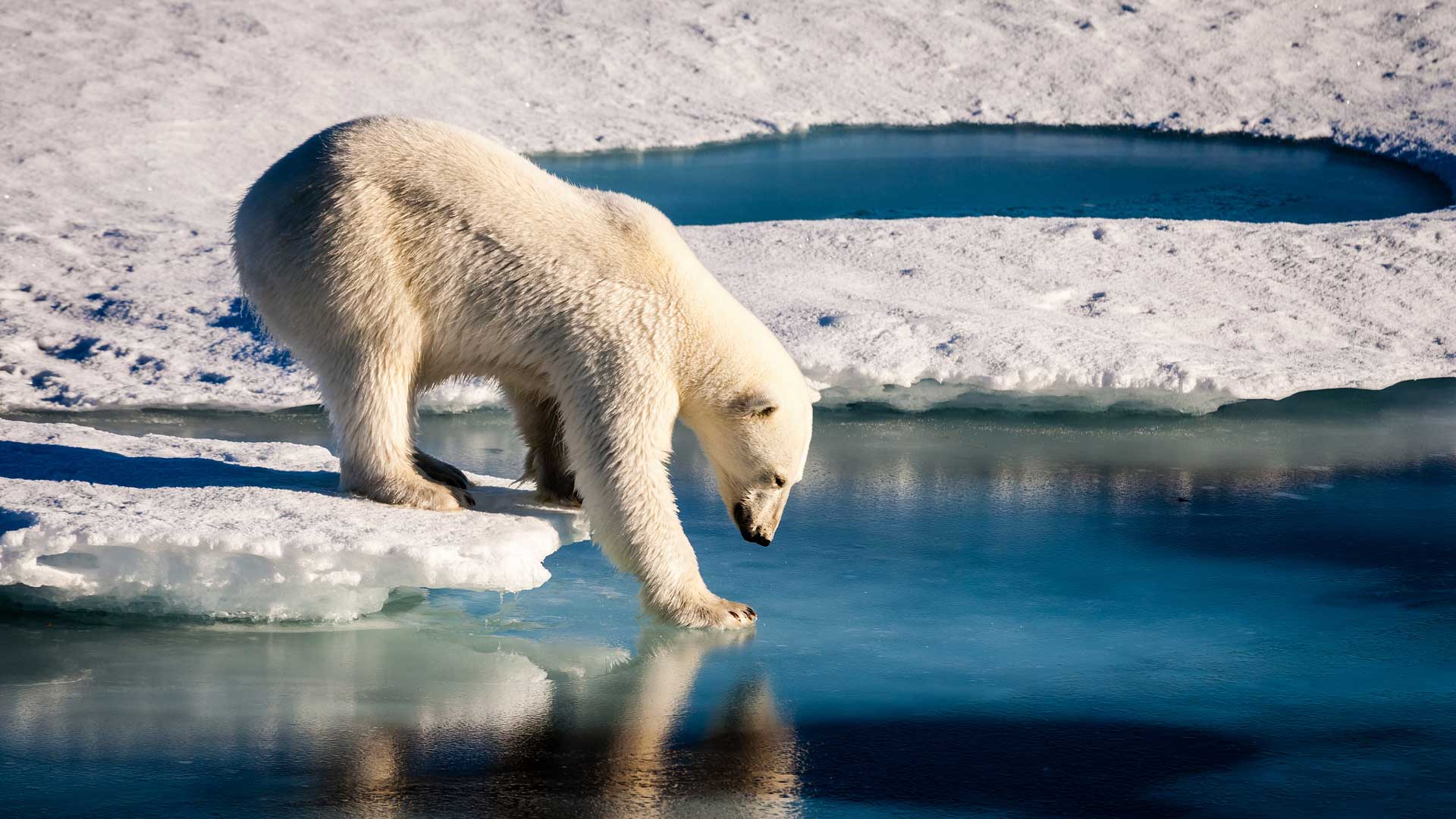 orso-polare-spedizione-polo-nord-robb-report-italia