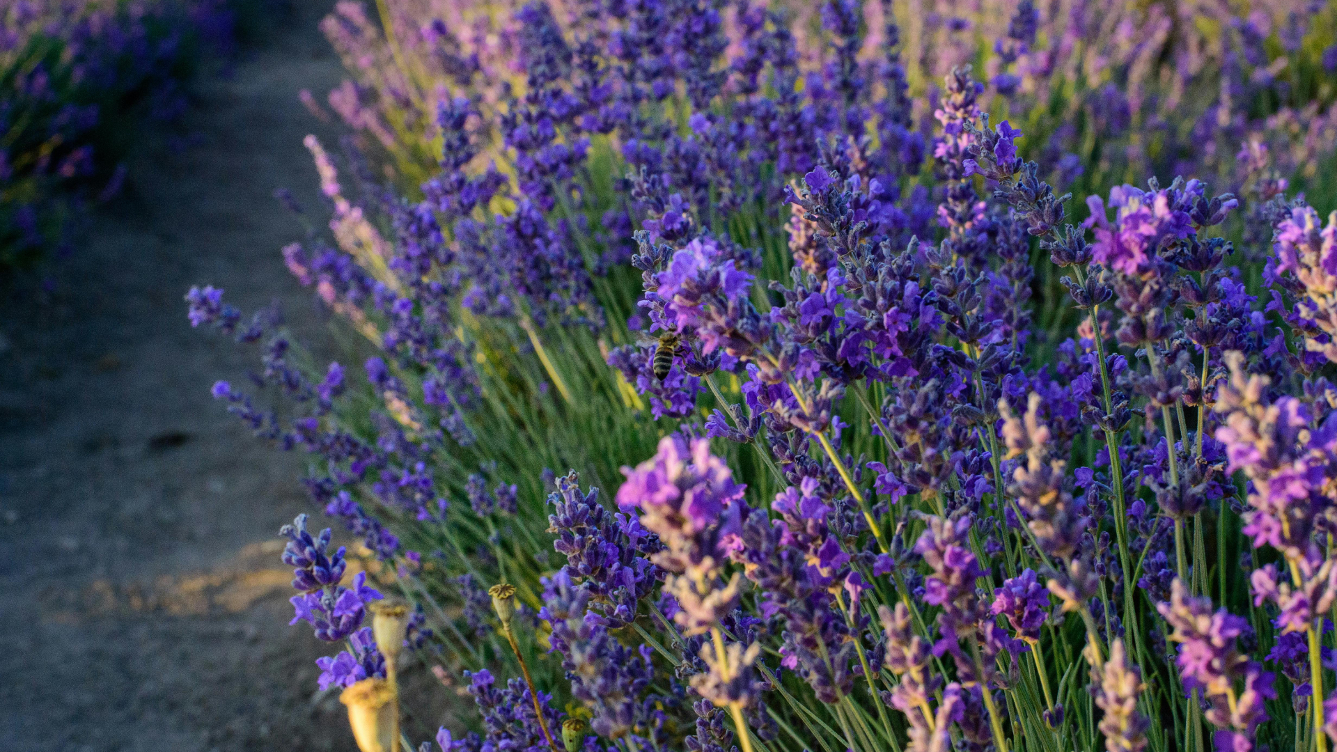Lavanda-2-Robb-Report-Italia