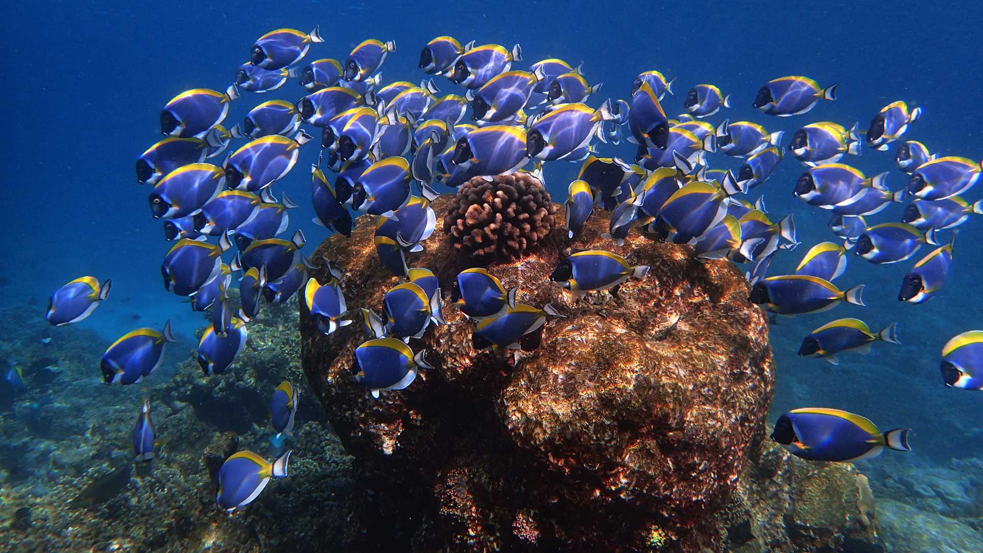 world-oceans-day-nooma-maldives-robb-report-italia