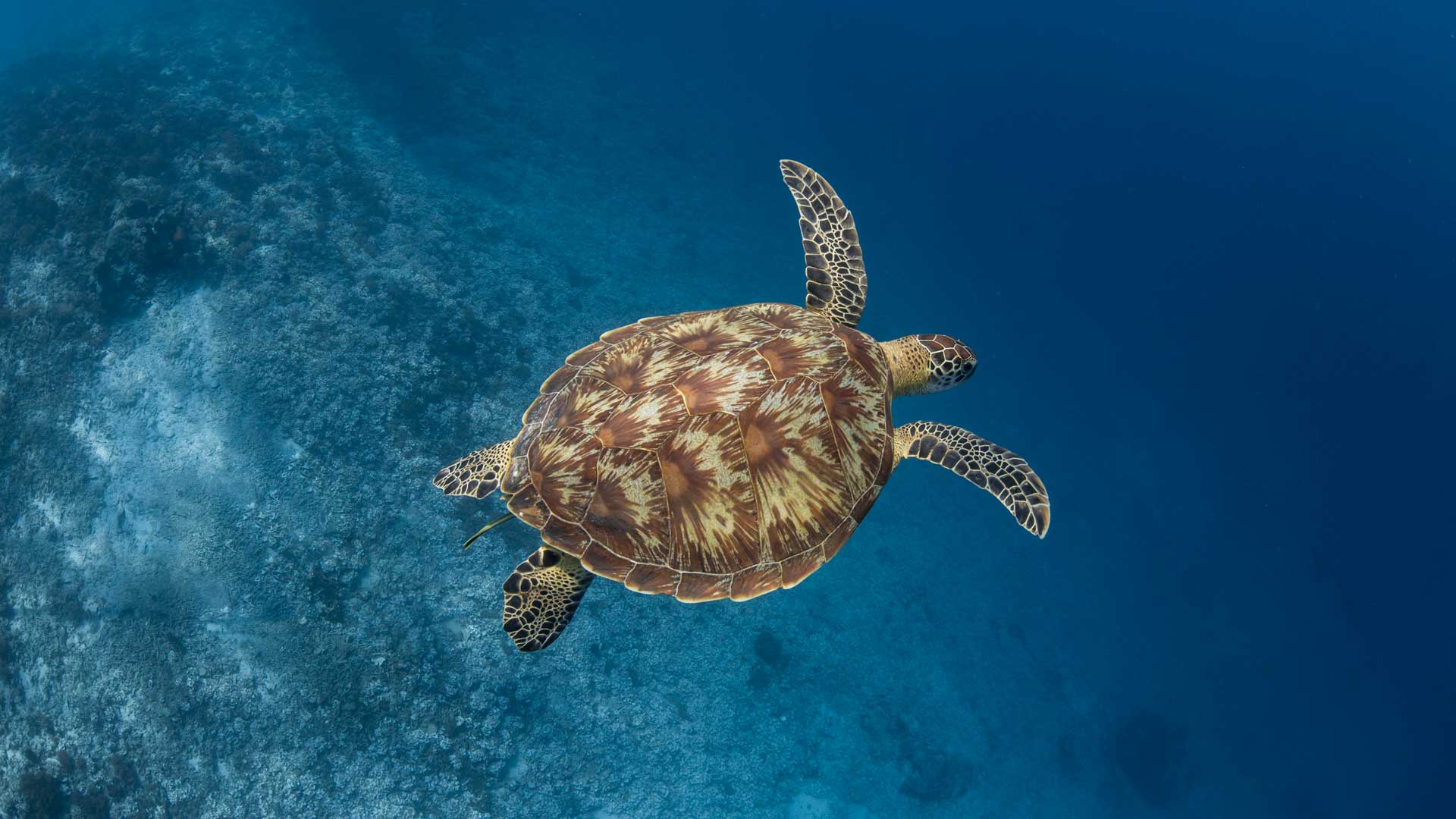 world-oceans-day-tartaruga-marina-robb-report-italia