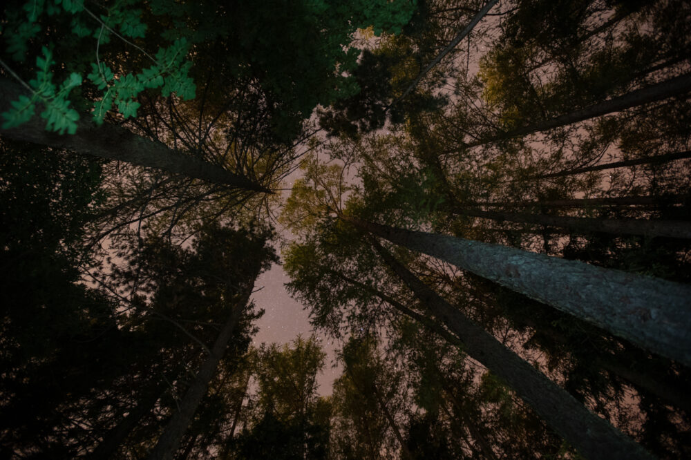 Forest-Bathing-1-Robb-Report-Italia