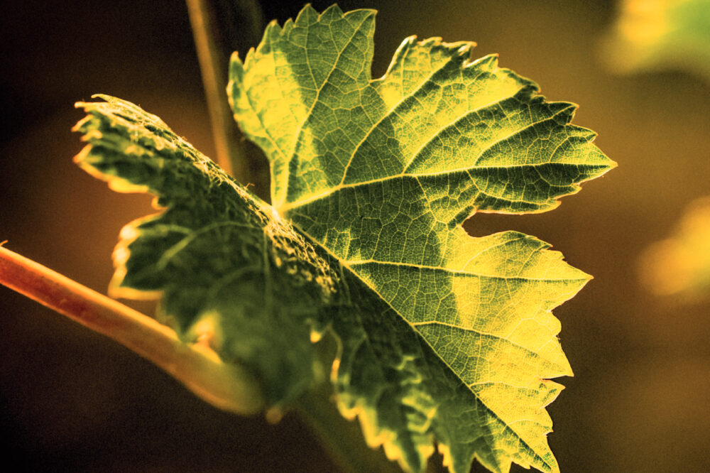 Ornellaia-2023-3-Robb-Report-Italia