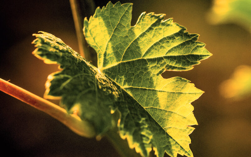 Ornellaia-2023-3-Robb-Report-Italia